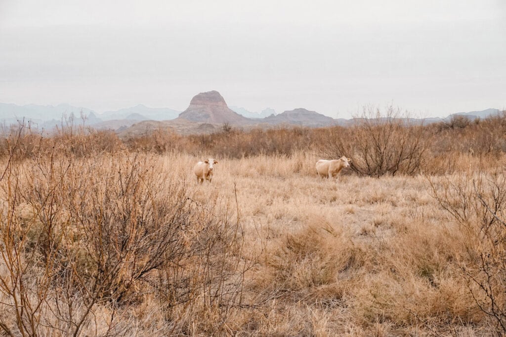 Ross Maxwell Scenic Drive in Big Bend National Park