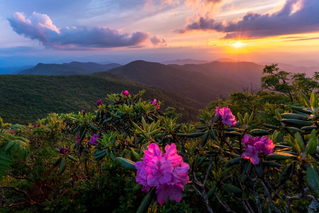 Identify plants, fungi, birds, and more on hikes with Seek - one of the best hiking apps for outdoor enthusiasts