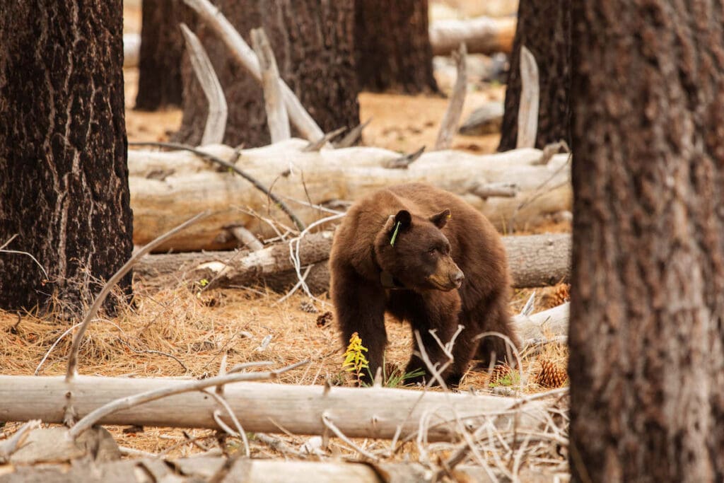 Black bear in Yosemite // Looking for the best things to do in Yosemite National Park? Our guide covers Yosemite camping, hiking, & everything else you need to know.