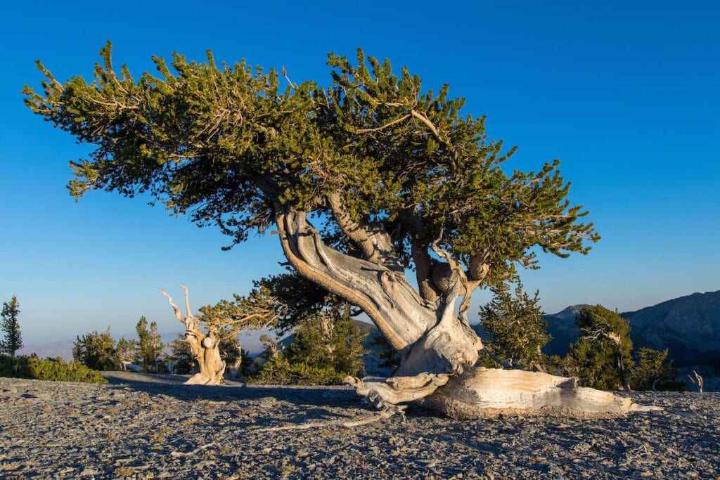 Bristlecone Forest // The best California road trips stops for outdoor adventure including California's National Parks, monuments, coastal towns, and more.