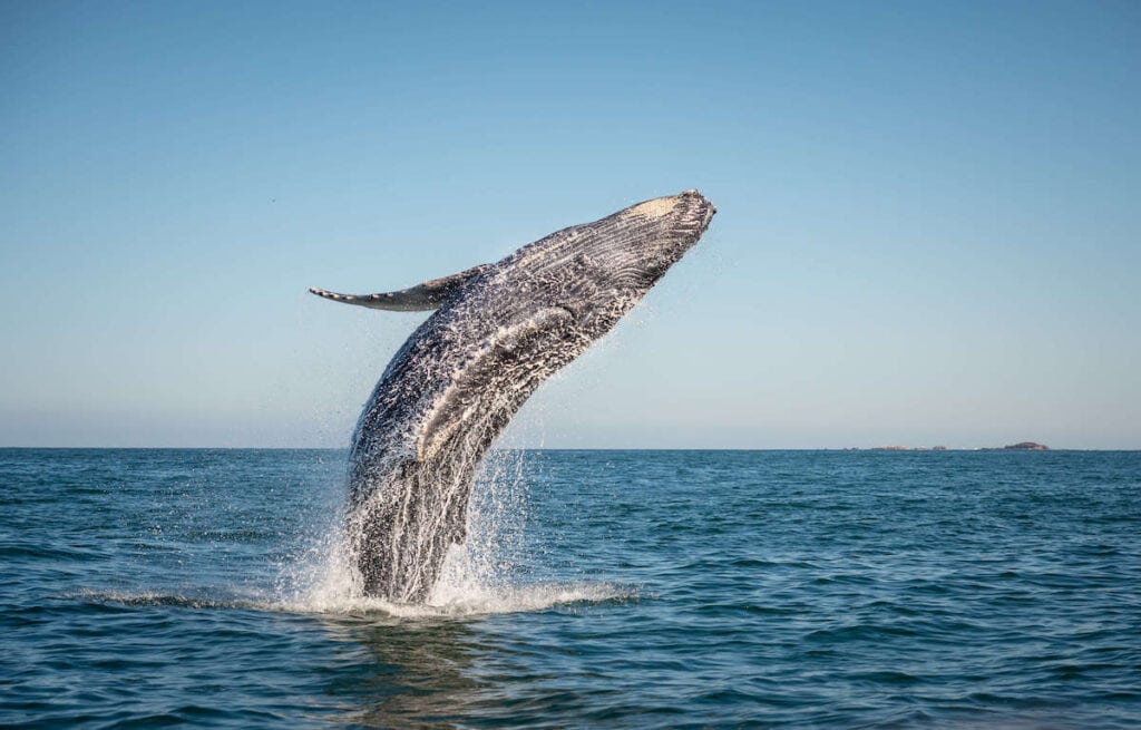 Whale Watching //Discover the best things to do on Santa Cruz Island in the Channel Islands including kayaking, snorkeling, hiking, camping, and more!