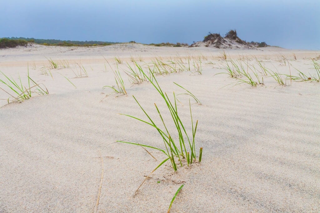 Learn all about beach camping and things to do on Assateague Island