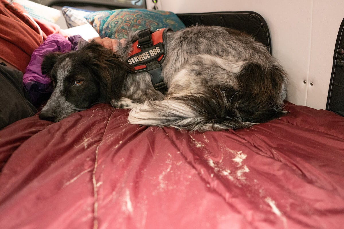 Dog laying on a red blanket with dust in a Sprinter van