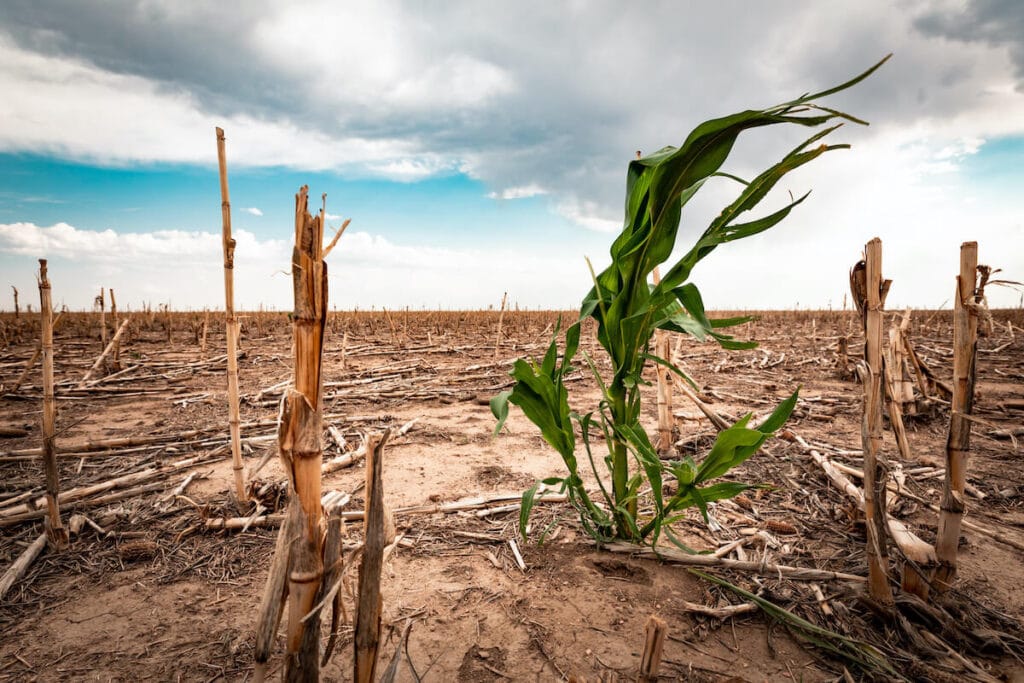 Drought in a cornfield // Learn about drought conditions in the West, including what causes drought and the impact on wildlife and our food supply.