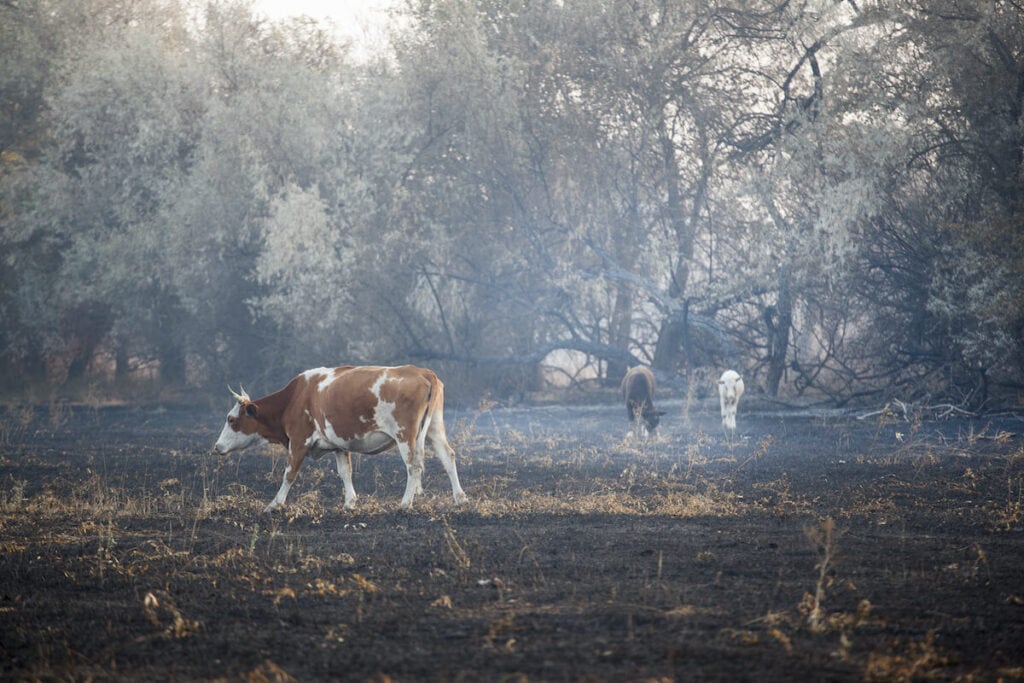 Cows in a charred field // Learn about drought conditions in the West, including what causes drought and the impact on wildlife and our food supply.