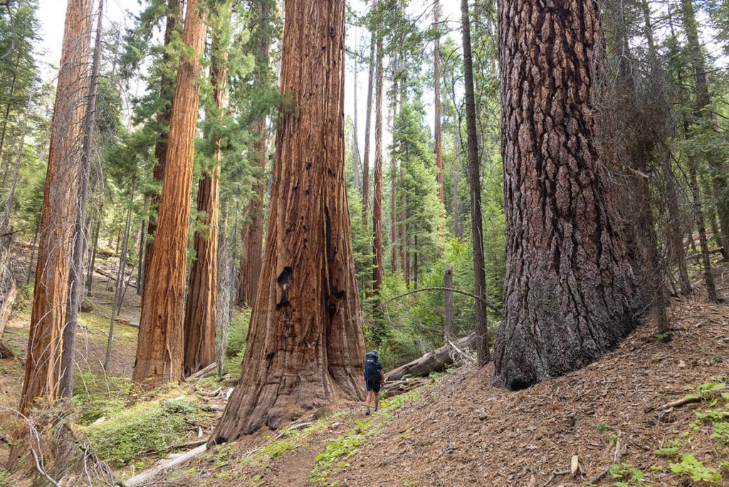 Hiking through a Sequoia grove on the Mineral King Loop