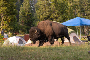 Bison walking through campground in Yellowstone National Park