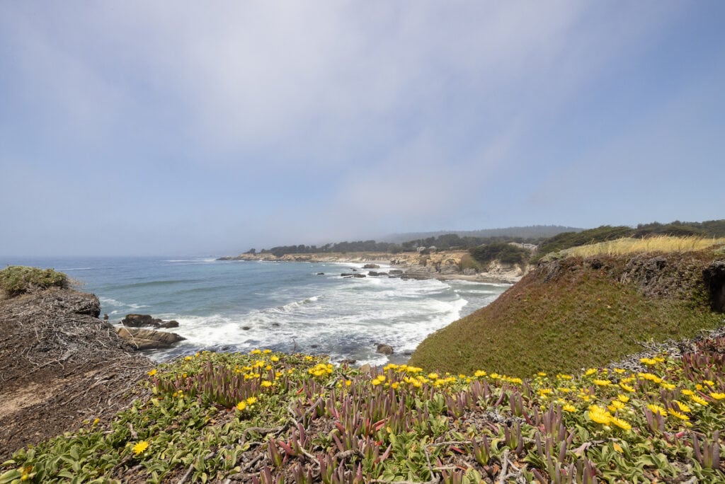 Wildflowers blooming on banks of Bodega Bay in California with ocean waves crashing on beach