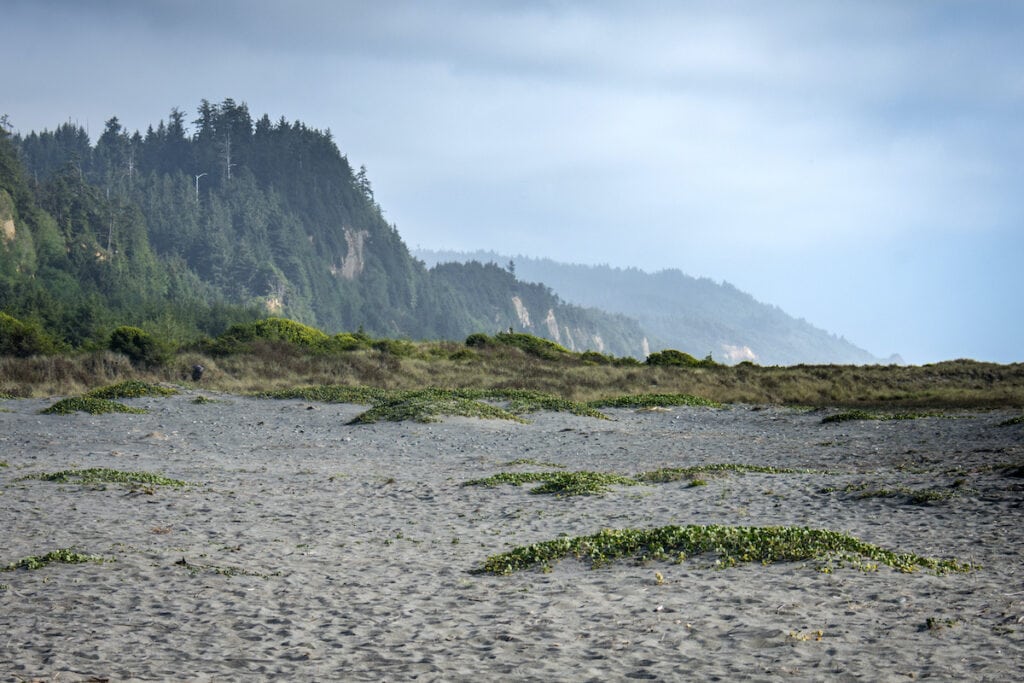 Gold Bluffs Beach // Learn about 12 of the best California beach campgrounds with tent/RV sites right on the coast in Northern, Central, and Southern California.