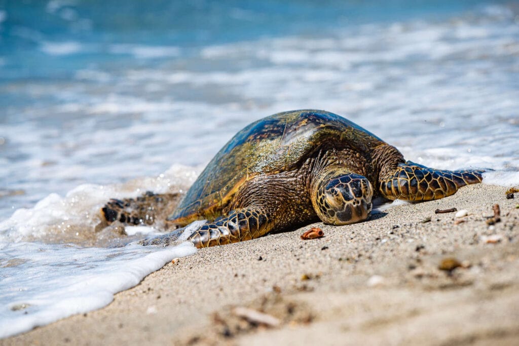 Sea Turtles // Discover the best things to do in Kona Hawaii including snorkeling with sea turtles and manta rays, visiting Volcanoes National Park, & more! 