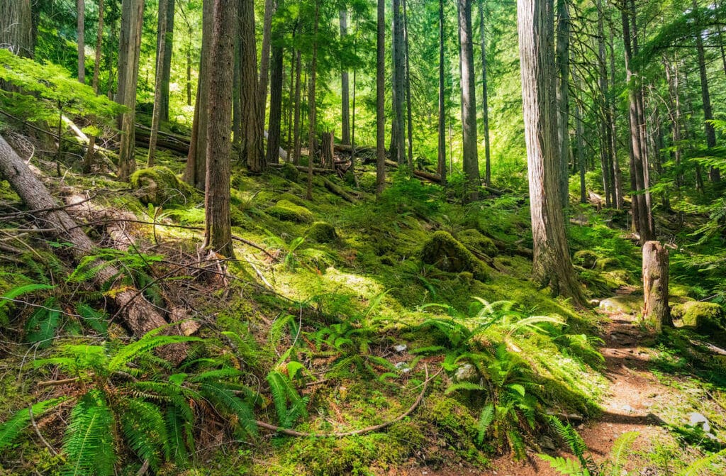 Thunder Creek // Discover the best hikes in North Cascades National Park for stunning mountain views, old-growth forest, clear alpines lakes, and more.