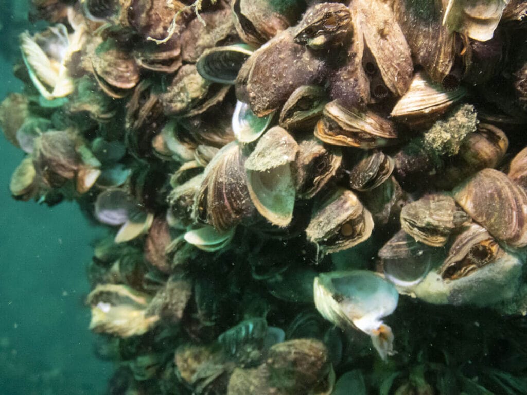 Zebra Mussels / Here's how to help prevent the spread of aquatic invasive species by following Clean Drain Dry whether you're rafting, kayaking, or boating.