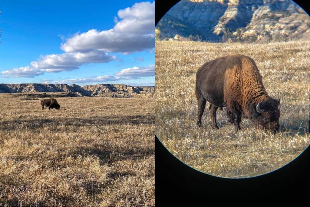 Photo of a bison from the naked eye vs the view through hiking binoculars in Yellowstone National Park