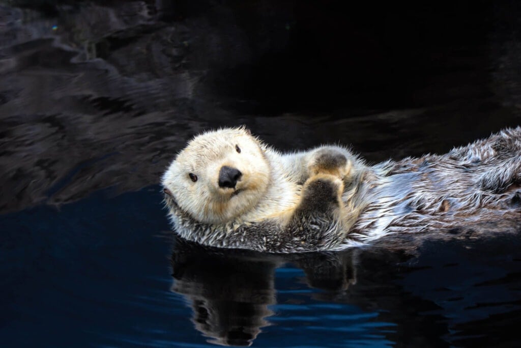 Learn everything you need to know about kayaking with sea otters in Monterey Bay, California including what to expect, what to pack, & more!