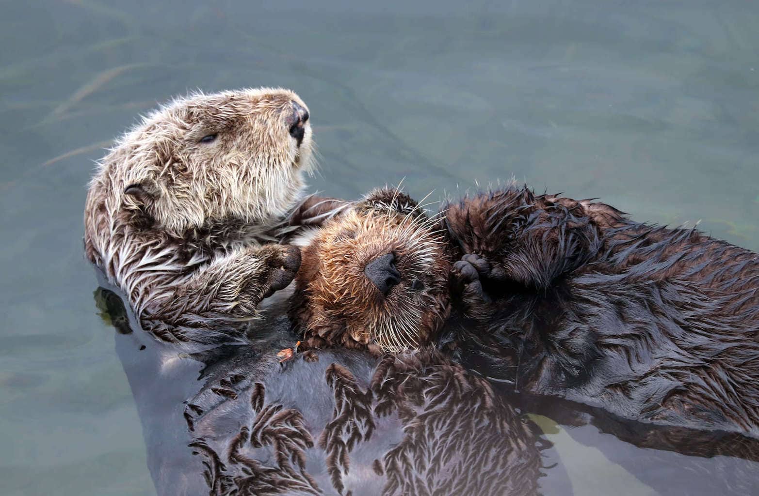 Learn everything you need to know about kayaking with sea otters in Monterey Bay, California including what to expect, what to pack, & more!