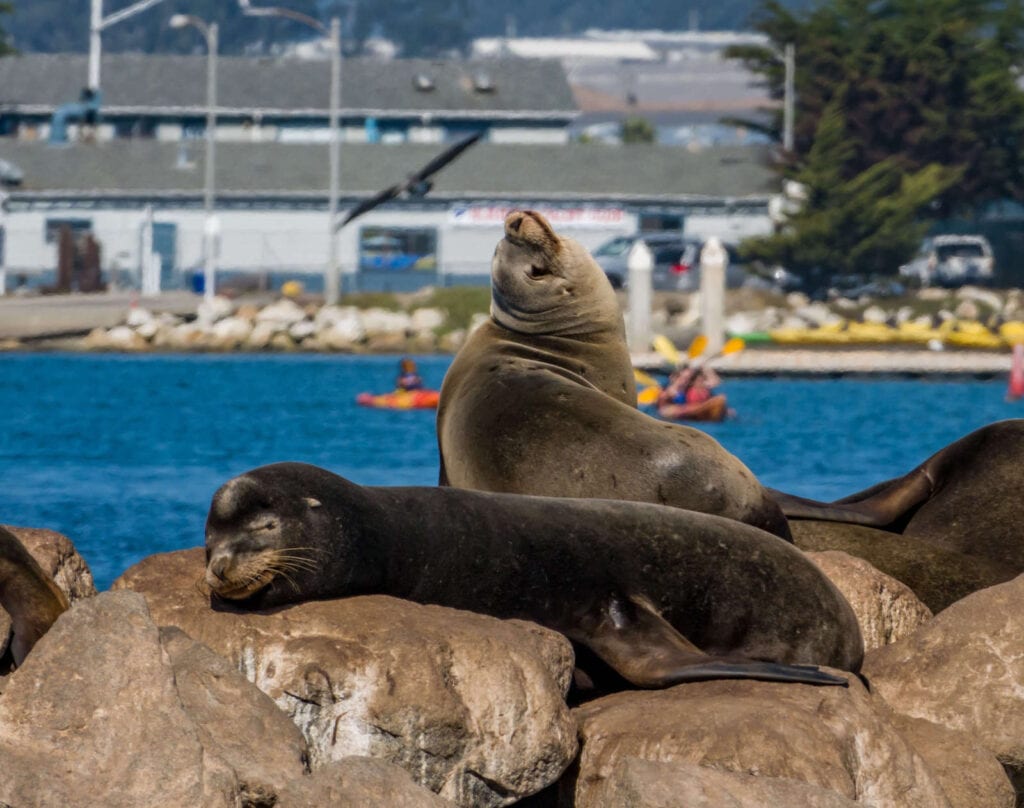 Learn everything you need to know about kayaking with sea otters in Monterey Bay, California including what to expect, what to pack, & more!