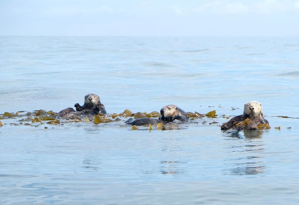 Learn everything you need to know about kayaking with sea otters in Monterey Bay, California including what to expect, what to pack, & more!