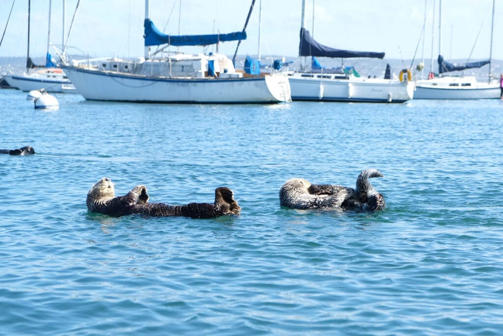 Learn everything you need to know about kayaking with sea otters in Monterey Bay, California including what to expect, what to pack, & more!
