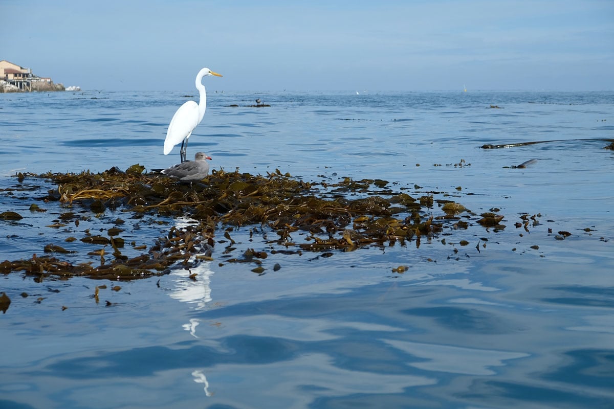 Learn everything you need to know about kayaking with sea otters in Monterey Bay, California including what to expect, what to pack, & more!