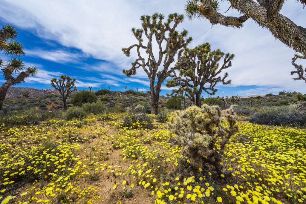 Joshua Tree in spring // Plan a Joshua Tree backpacking trip with this detailed guide and itinerary to the 37-mile California Hiking and Riding Trail.