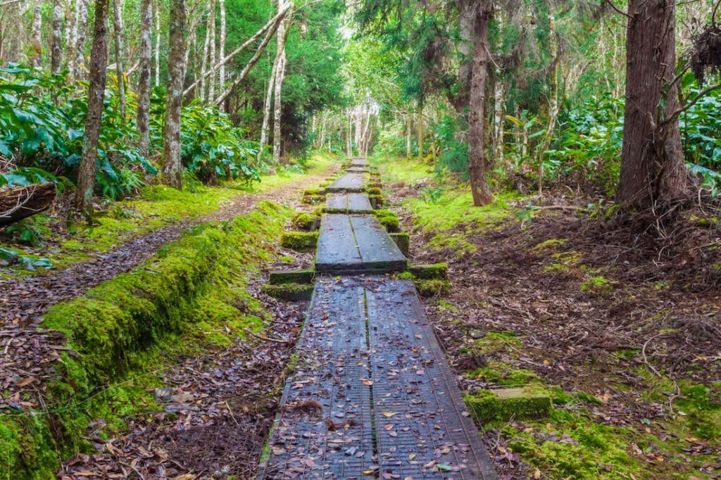 Koke'e State Park // Discover the best things to do in Kauai for outdoor adventurers including scenic waterfall hikes, secluded beaches, water activities, & more!