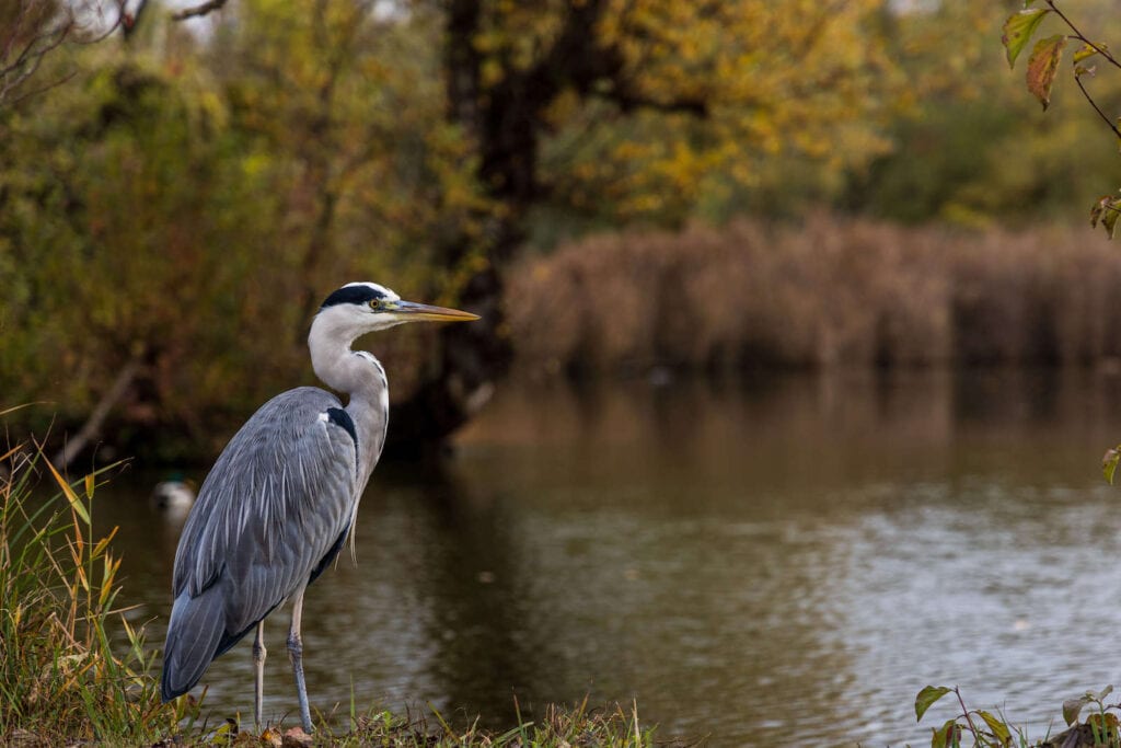 Great blue heron standing at the waters edge with trees and vegetation blurred in the background