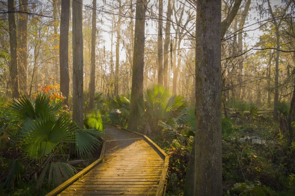 Discover the best New Orleans hikes and nature walks including swamp tours, city park strolls, and miles of scenic boardwalks.