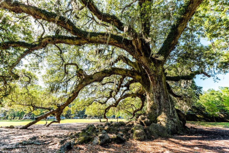 6 Beautiful New Orleans Hikes & Nature Walks – Bearfoot Theory