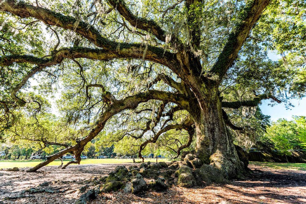 Ancient live oak tree in Audubon Park in New Orleans, Louisiana