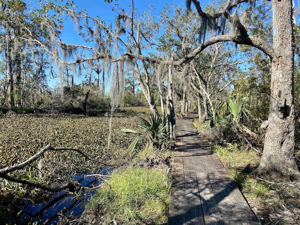 Boardwalk through a swampy area in Louisiana's Barataria Preserve in Jean Lafitte National Park. 