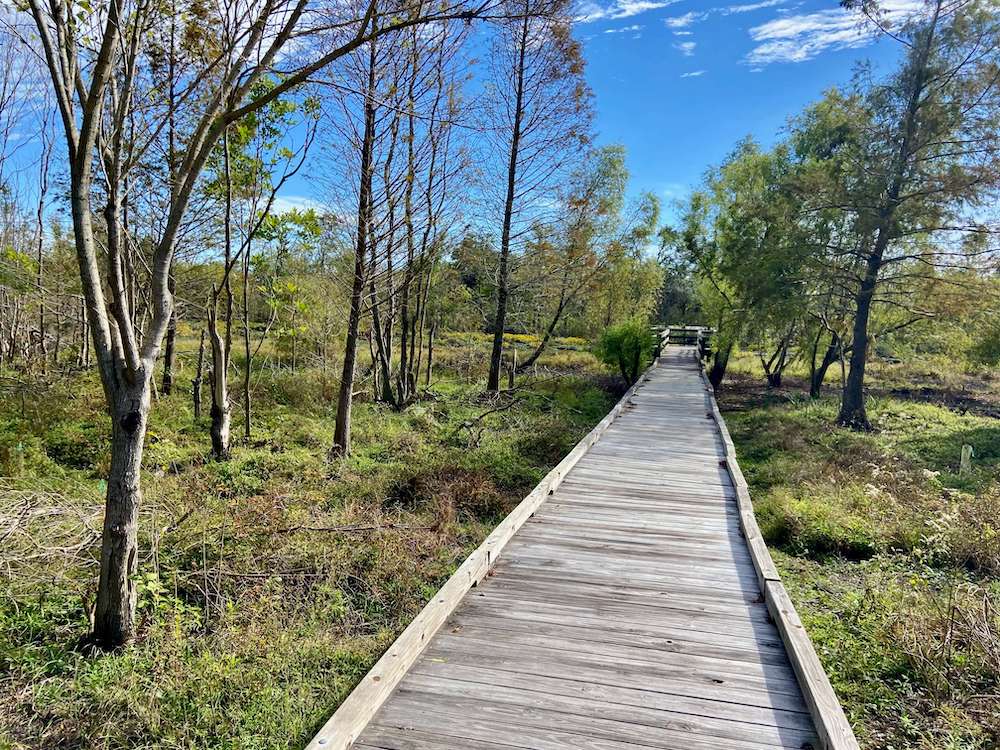 Boardwalk through a swamp in Louisiana's Bayou Sauvage National Wildlife Refuge