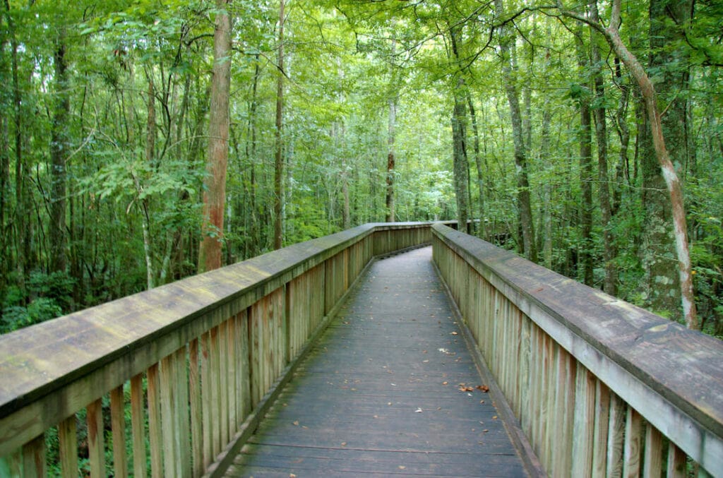 Boardwalk through a lush, green forest in Tickfaw State Park, Louisiana