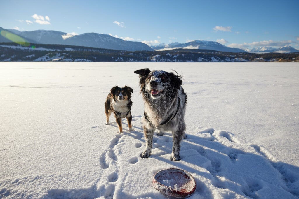 Dogs on Lake Windermere Whiteaway in Invermere in winter
