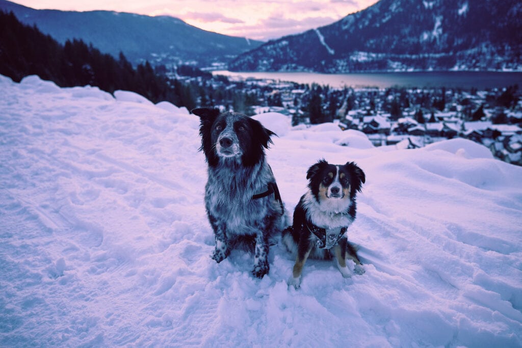 The dog-friendly Great Northern Rail Trail in Nelson at sunset
