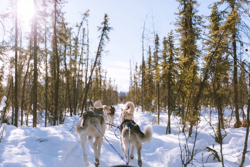 the view from a dog sled with 6 dogs pulling ahead