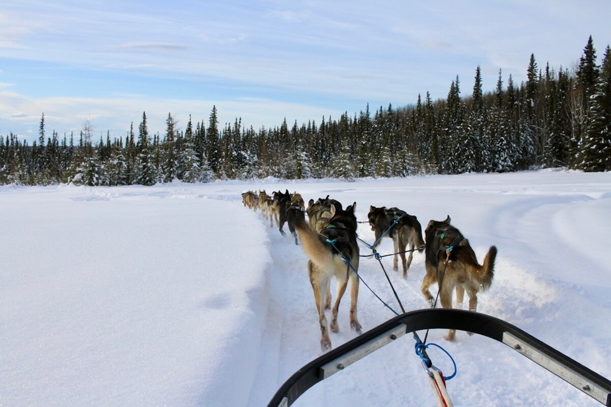 the view of 10+ dogs pulling a sled while dog mushing in winter in Fairbanks Alaska