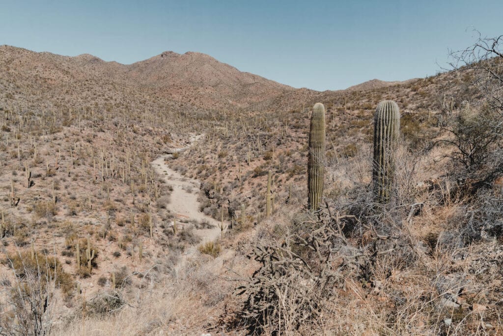 hundreds of saguaro cacti from above looking down on a Tucson hiking trail