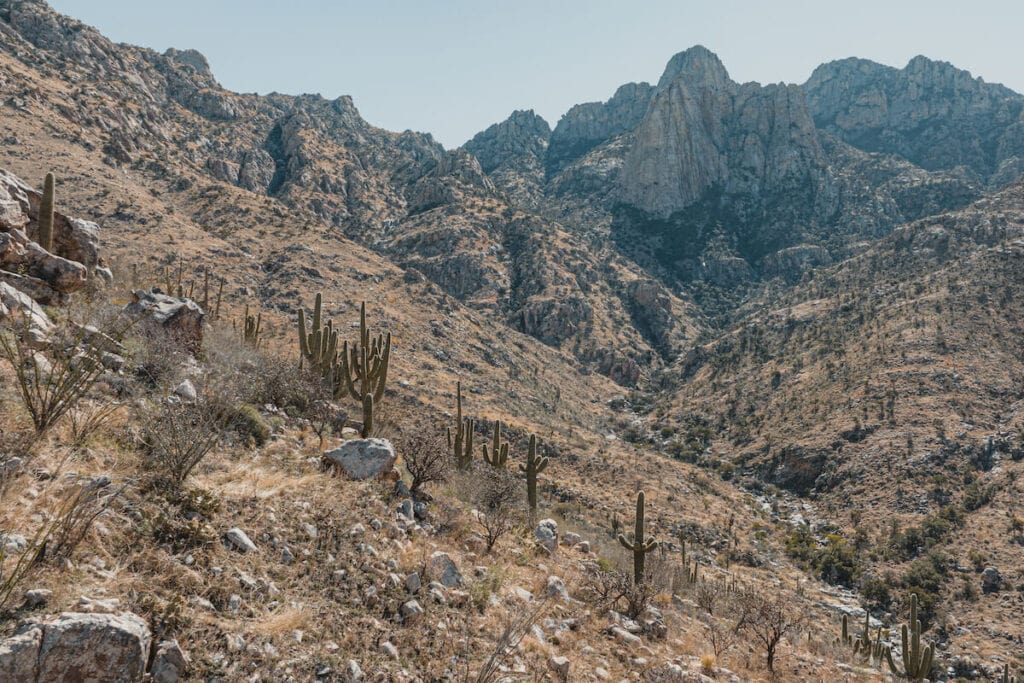 saguaro cacti landscape with rocky mountains in the background on the Romero Canyon Trail in Tucson