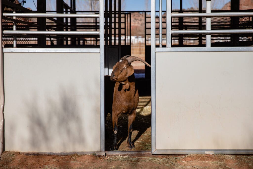 a goat at Best Friend's Animal Sanctuary in Kanab, Utah