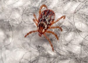 Male American dog tick