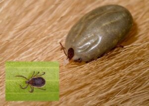 Brown dog tick