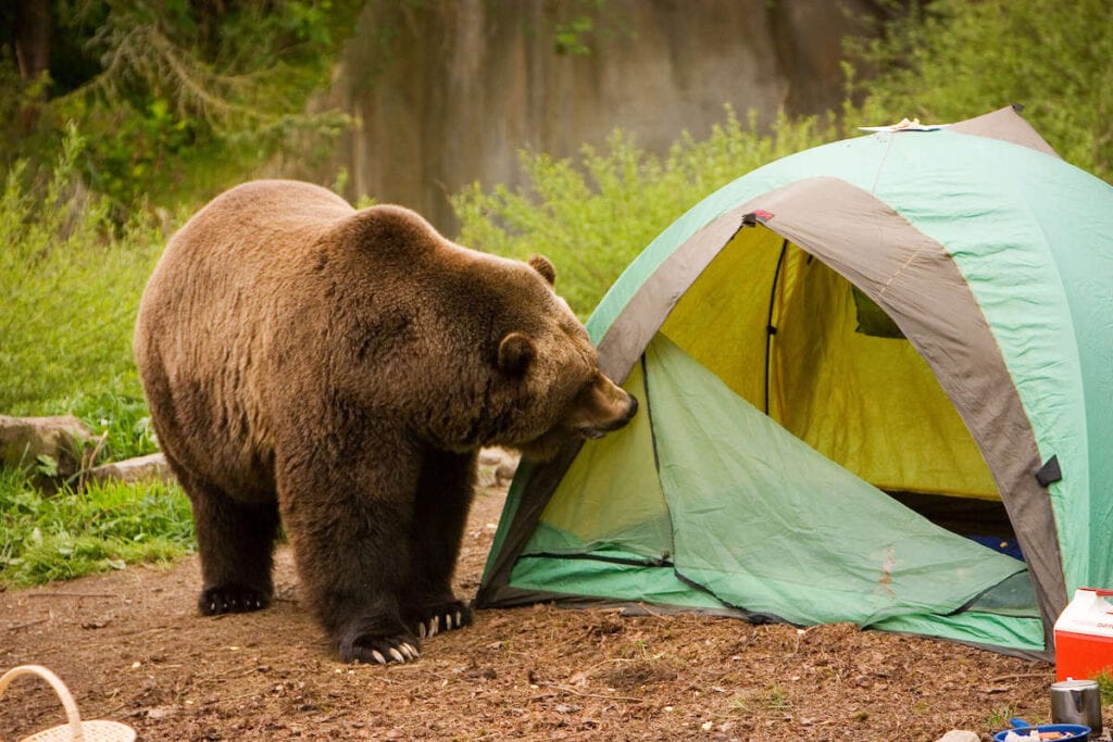 Large grizzy bear investigating and smelling camping tent