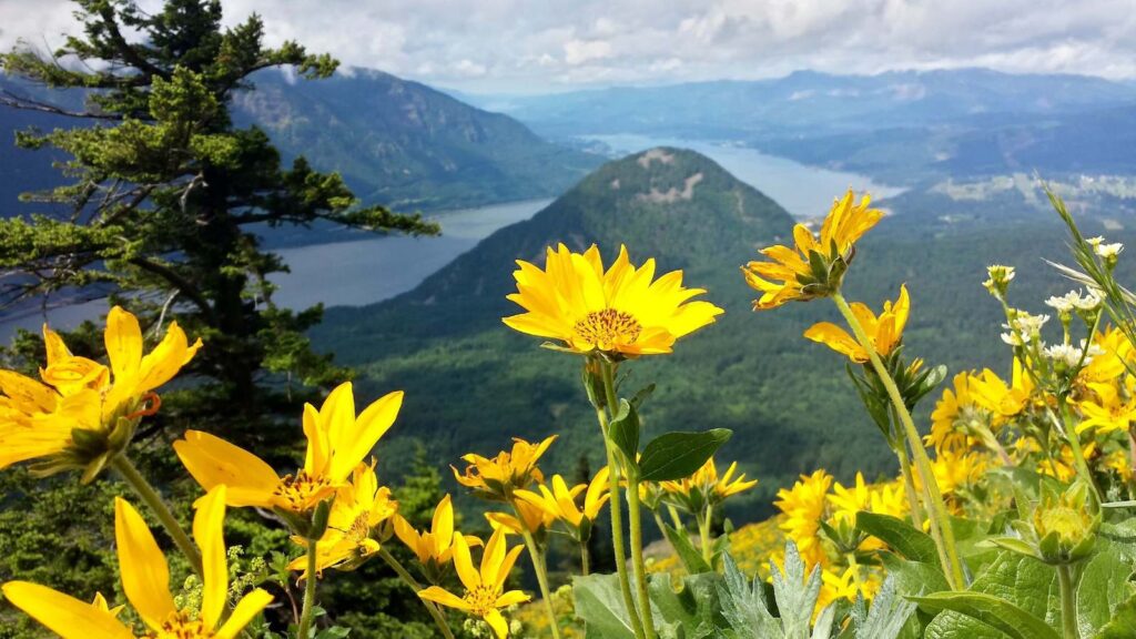 Yellow wildflowers in foreground of landscape view over the Columbia River from the top of Dog Mountain