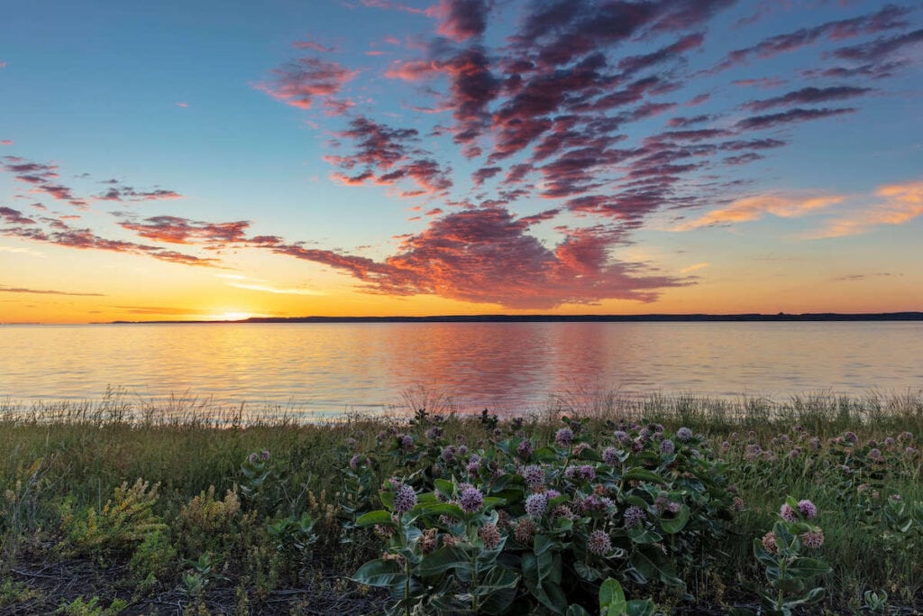 Sunset over lake with flat waters and flowers on shore in the foreground