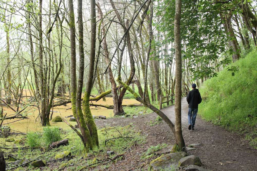 Man walking down forested path lined by oak trees near Portland, Oregon