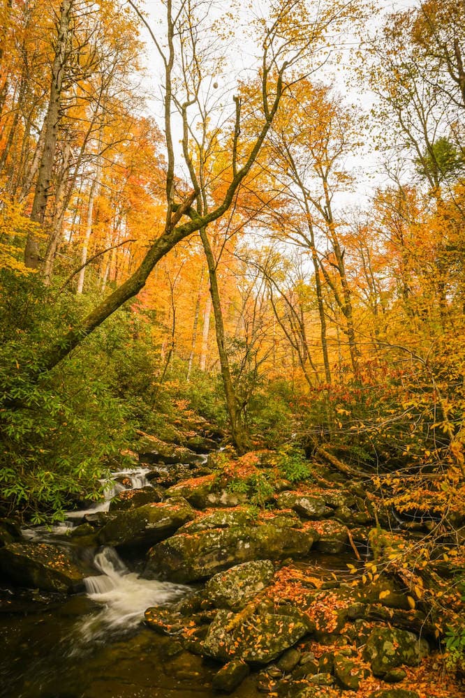 Scenic steam in Smoky Mountains National Park surrounded by fall colors