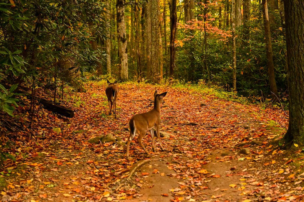 Two deer on colorful leaf-lined road in Great Smoky National Park