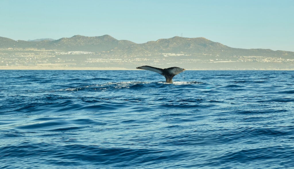 a whale tale in the ocean near Todos Santos Mexico