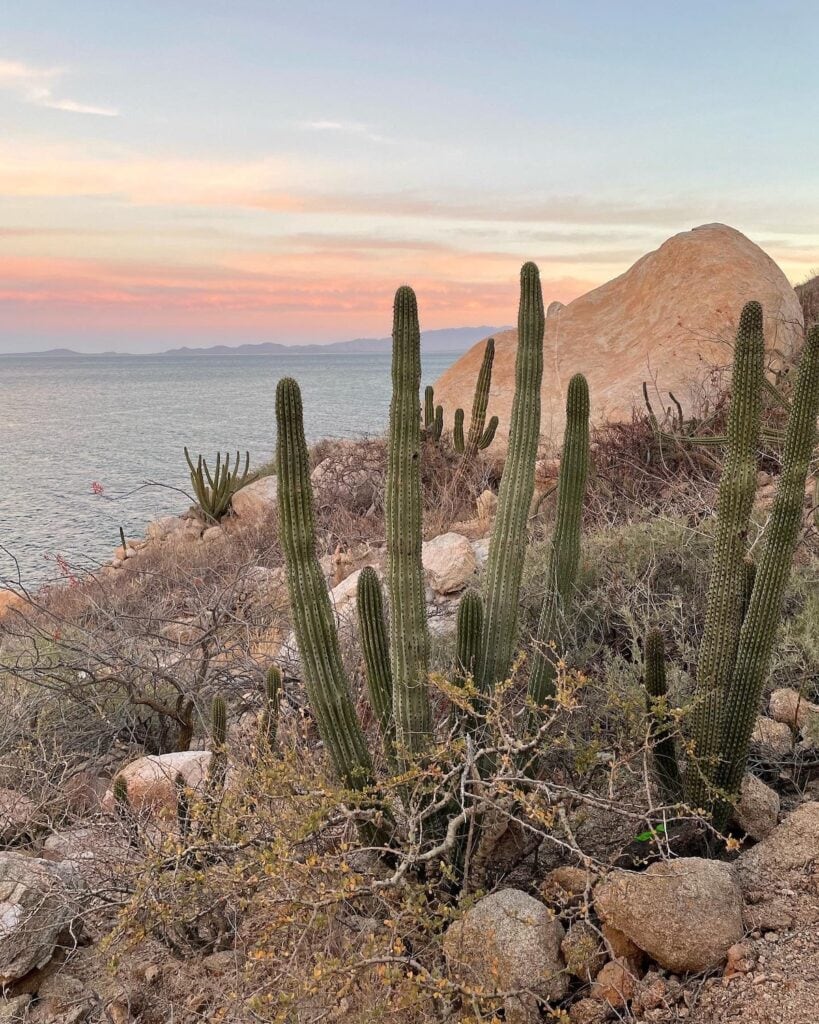 Large cacti next to the Sea of Cortez in La Ventana, Baja California Sur