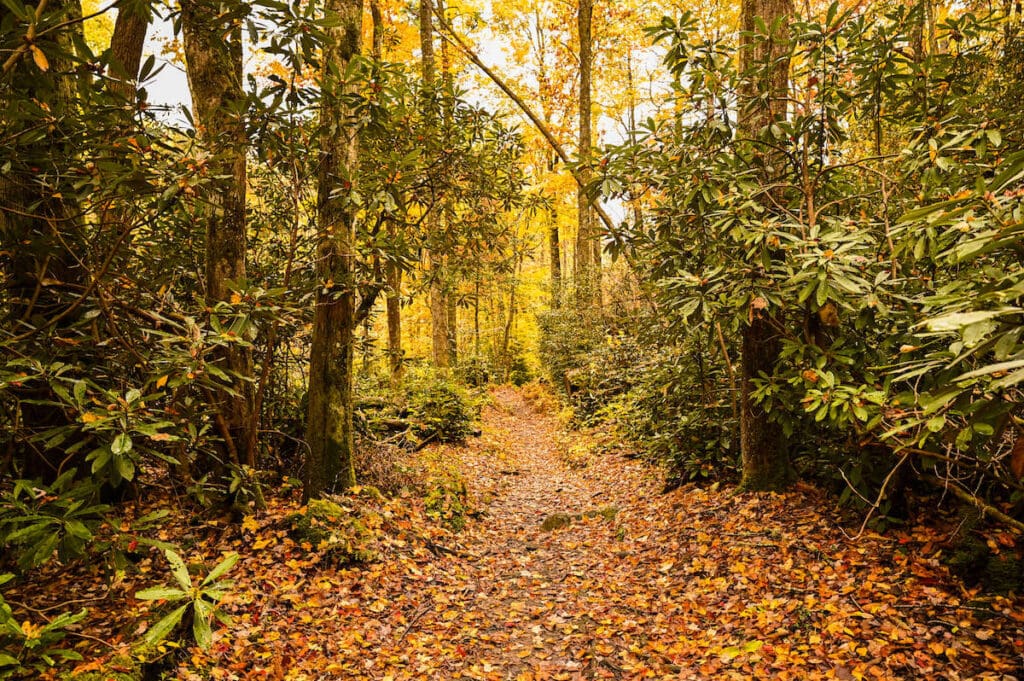 Trail in woods lined with colorful fall foliage leaves in Great Smoky National Park